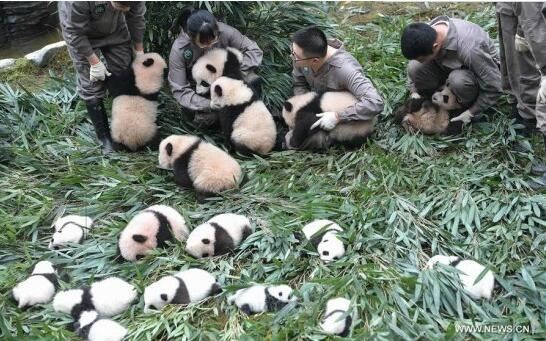 Panda cubs have ID microchips implanted