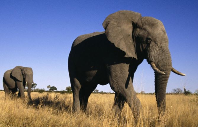 面对盗猎，部分非洲象不再长出象牙？