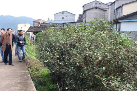 曹墩印象（二）：走进曹墩村_探密茶文化