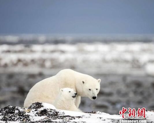 红叶为媒 “中加友好红叶图片展”即将开展