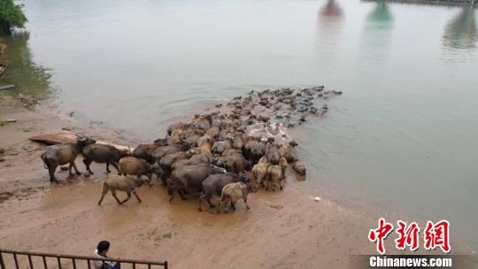 近两百头牛争相冲入嘉陵江中。 吴平华 摄