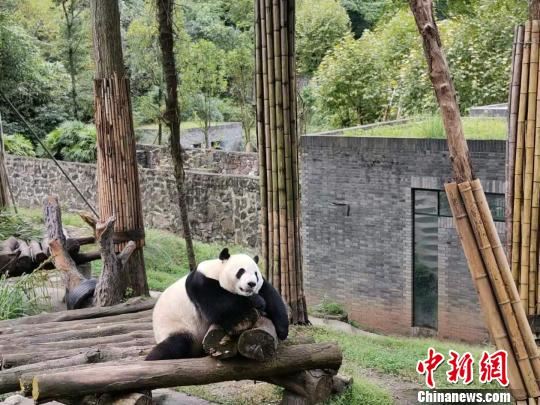 通讯：海外华媒在川“趣逗”大熊猫