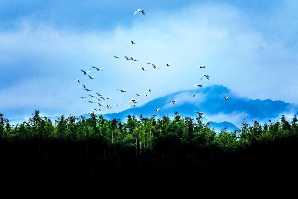 【雲上嶺南】Shaoguan no Outono: bandos de garças vieram visitar aqui 秋日韶关：成群白鹭大雁来“做客”