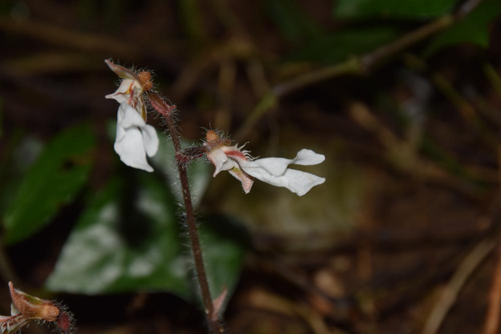 【雲上嶺南】É a primeira vez que se encontra odontochilus elwesii em Guangdong 广东首次发现西南齿唇兰