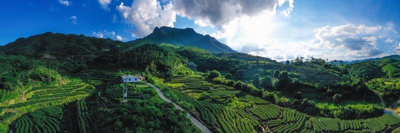 【雲上嶺南】Huizhou: A fragrância do chá está a mostrar a beleza da ecologia 惠州惠东：茶韵飘香，尽显生态美