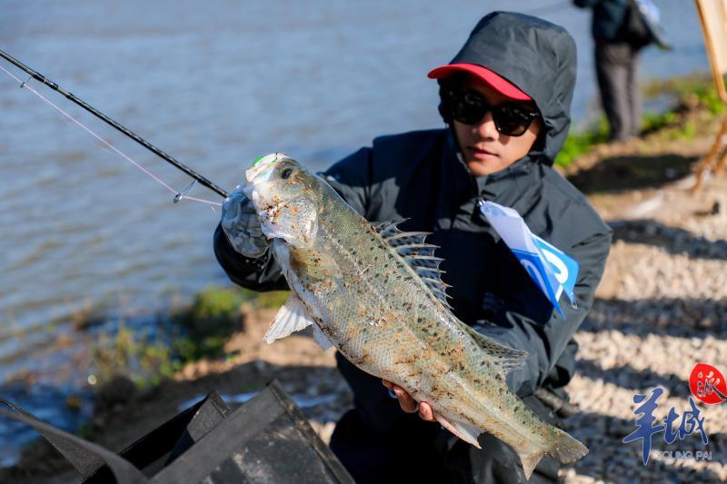 【大美广东】Concurso de Pesca do Robalo Marinho envolve-se em grande estilo 2天连钓113条，白蕉海鲈成垂钓新品