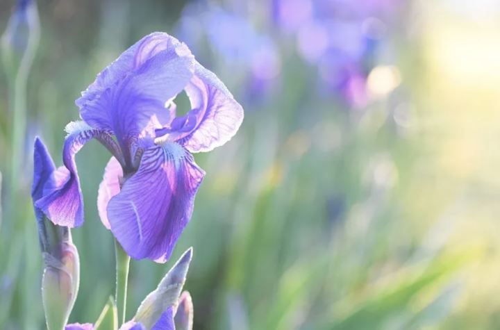 张纯如英文名是Iris，代表鸢尾花
