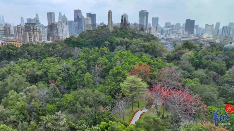 【大美广东】Árvores de seda vermelha-algodão em plena floração no Parque Yuexiu  广州越秀公园：红墙城下木棉艳