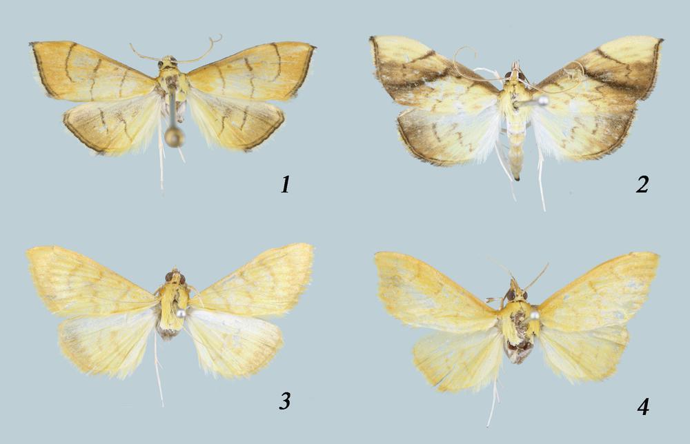 【大美广东·葡语】Cientistas descobrem 3 novas espécies de insectos em Monte Danxia, Shaoguan 韶关丹霞山发现龙虱属野螟属3个