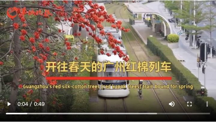 【大美广东·葡语】As árvores de seda vermelha de Guangzhou (paínhos vermelhos) treinam os contínuos na Primav