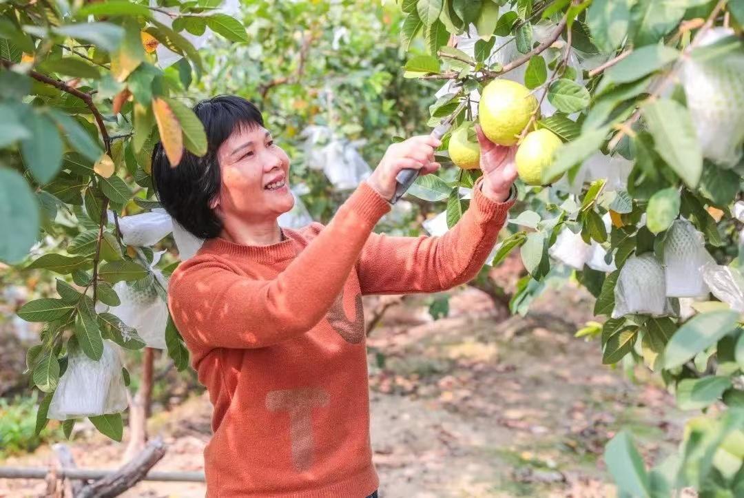 【雲上嶺南·葡语】Uma majestosa cena de colheita na Primavera! 在春天里丰收！东莞卢溪村30亩番石榴进入成熟期