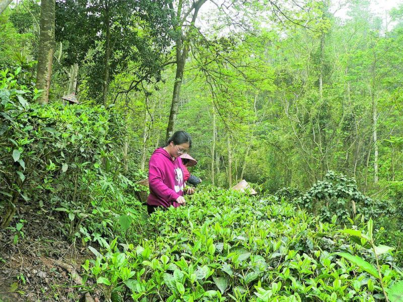 【大美广东·葡语】Jiangmen congratula-se com a sua época de colheita do chá antes do Festival de Qingming  南国