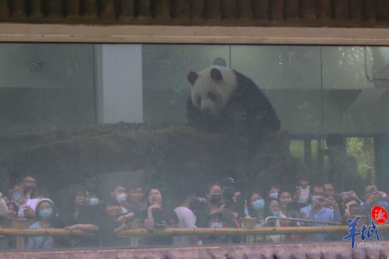 【大美广东·葡语】Porque é que o Jardim Zoológico de Guangzhou se tornou o foco? 广州动物园，何以火成焦点？
