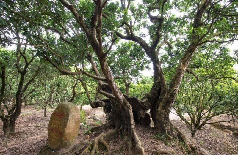 【大美广东·葡语】Lichia suculenta traz prosperidade ao Maoming! 一颗鲜果产值超百亿元！茂名，太给“荔”了