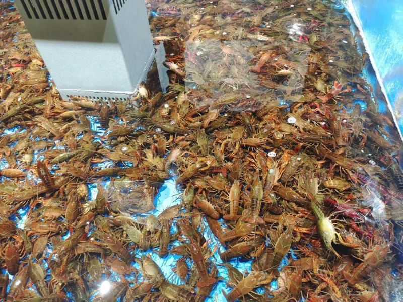 【大美广东·葡语】Cidade de Yangjiang: o lagostim traz-lhe novos sabores! 阳江：小龙虾上市，新口味新吃法层出不穷