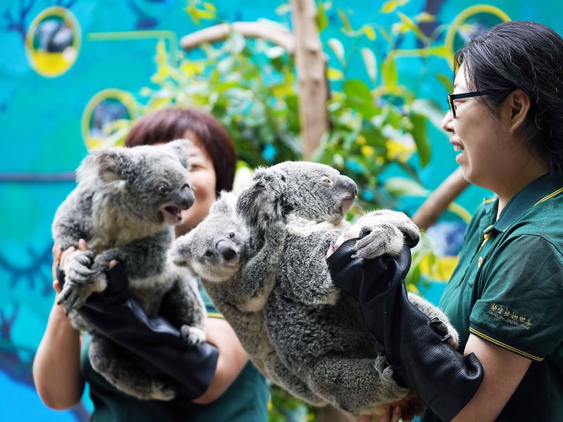 【大美广东·葡语】O Festival doSuper Coala no Parque de Safaris de Chimelong está em pleno andamento 广州：长隆野生动