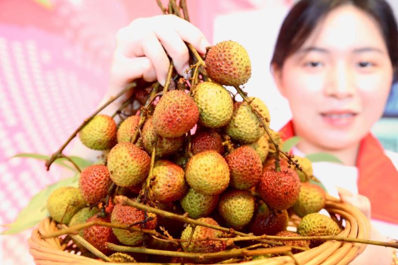 【大美广东】Guangdong Litchi faz as delícias do mundo! 广东荔枝出海成靓丽名片！“甜蜜使者”联结中外友谊