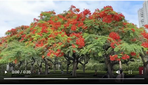 【大美广东·葡语】Flores extravagantes em plena floração em Shenzhen! 深圳凤凰花开了