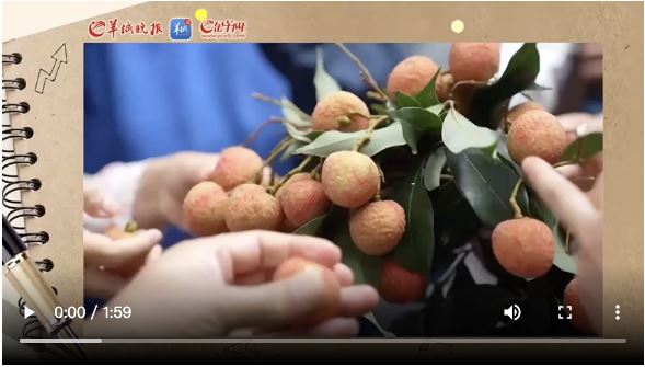 【大美广东·葡语】A lichia enriquece Maoming, Guangdong 广东茂名：老树荔枝甜到心！这一颗果子“真·励志”