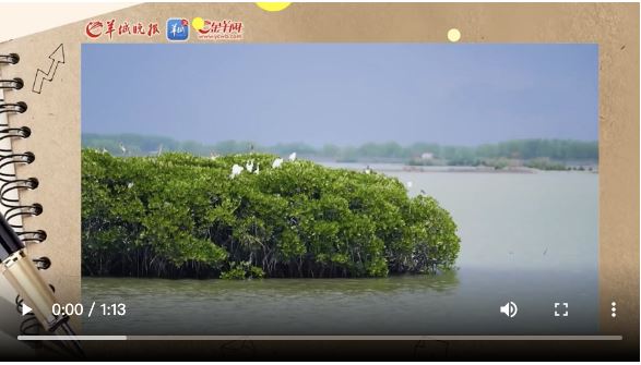 【大美广东】Charmosa Zhanjiang: a cidade dos manguezais 万树成千岛！“红树林之城”湛江魅力万千