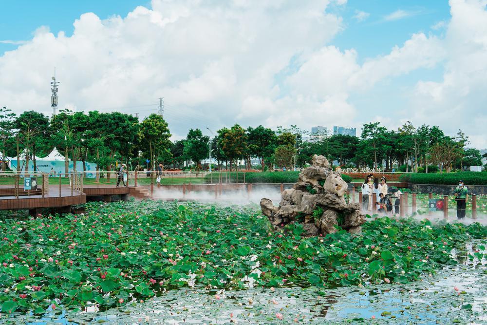 【大美广东】Abertura do primeiro Festival do Lótus de Hengqin 千荷竞放！首届横琴荷花节开幕