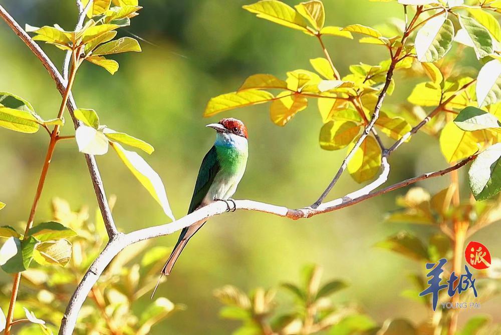 【大美广东】Abelharuco de garganta azul avistado no local de interesse paisagístico do lago Wanlv “中国最美小鸟”