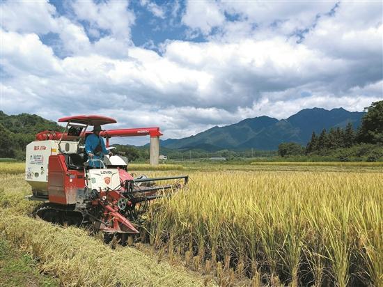 【大美广东·葡语】Terras férteis no sul de Guangdong produzem colheitas abundantes de arroz 南粤沃土 丰产有“稻”