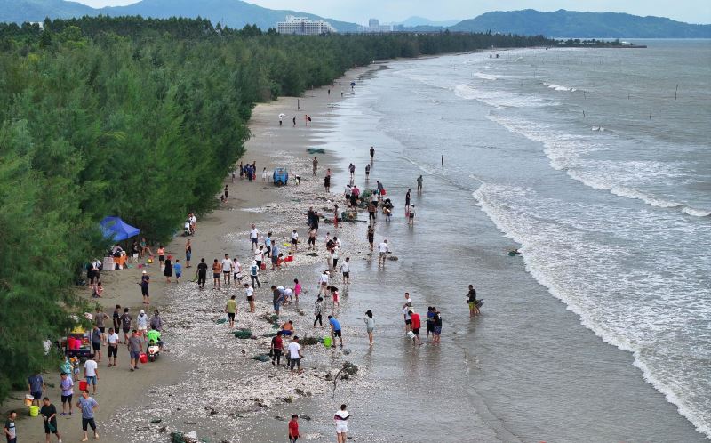 【大美广东·葡语】O tufão Saola traz marisco em abundância para a praia! 广东深圳：台风“苏拉”刮来满滩贝类，吸引众多市民前来“赶海”