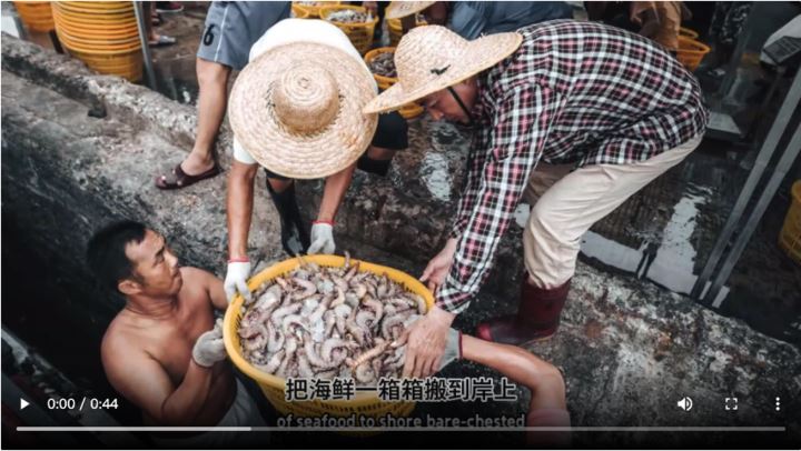 【大美广东·葡语】O porto de pesca de Maoming Bohe: Uma rotina de vida que muda com as marés 茂名博贺渔港：潮涨张网 潮退而歌