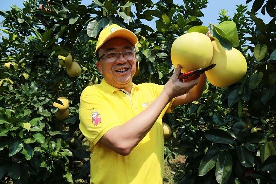 2020广东梅州柚·大埔蜜柚开采节暨产销对接会隆重召开