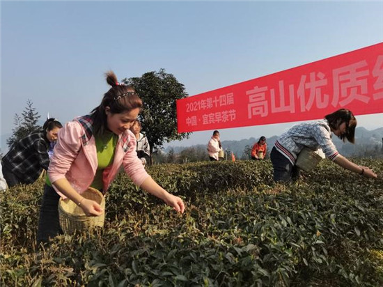 鹿鸣出好茶 第十四届中国·宜宾早茶节高山优质绿茶开采活动举行