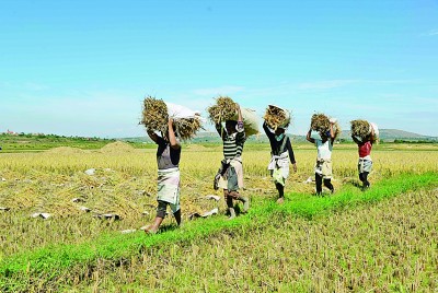 中国助力非洲提高本土水稻产量
