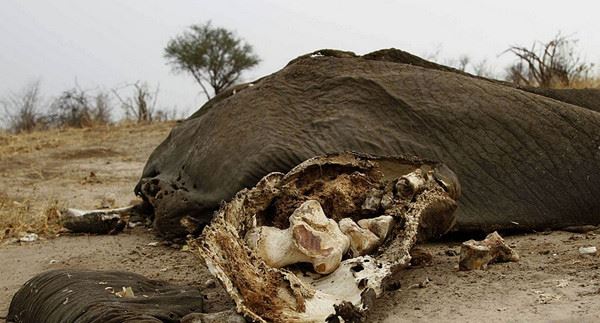 津巴布韦万基国家公园内遭盗猎者毒杀的野生大象残骸