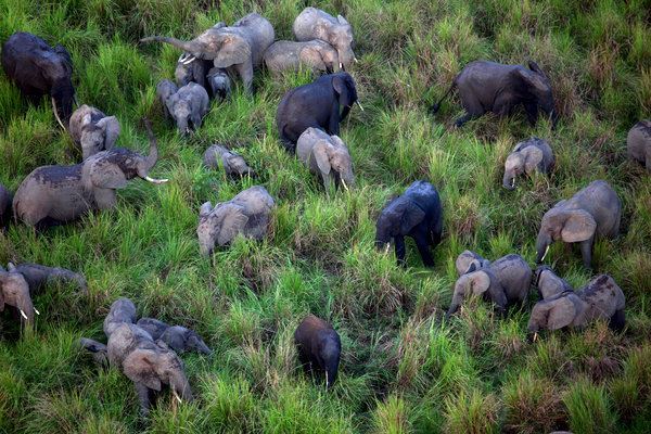 大象漫步在刚果民主共和国的加兰巴国家公园。为了获取象牙，盗猎者每年捕杀数千头大象