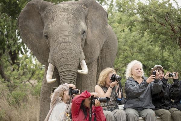 非洲游客拍照被好奇大象“抢镜”