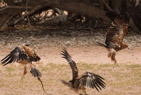 非洲三雄鹰为捕食眼镜蛇上演争夺战
