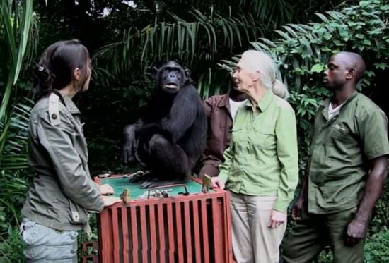 非洲猩猩获救后拥抱施救者似表感谢