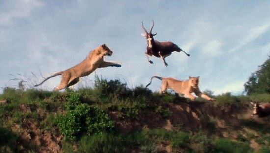 组图：非洲羚羊跃起4米高 仍遭狮子腾空而起捕食
