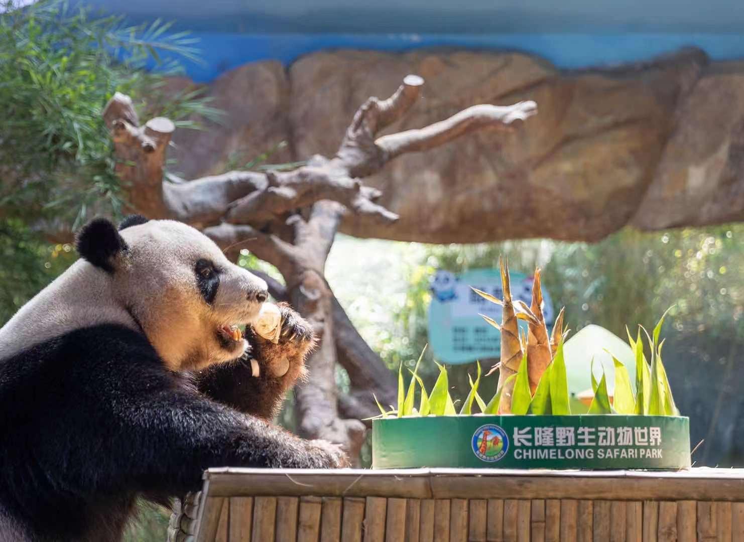 【雲上嶺南】Comendo bolos da lua e adivinhar enigmas, trigêmeos pandas e as crianças de Guangzhou dão as b