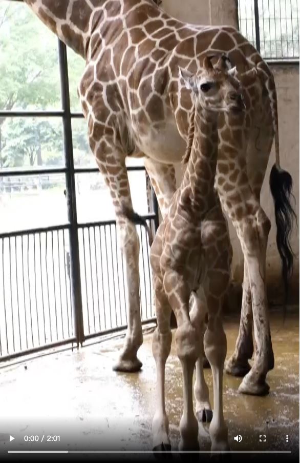 【大美广东·葡语】Um filhote de girafa nasceuno zoológico de Guangzhou! 出生已有1.9米！广州动物园喜添长颈鹿雄性幼崽