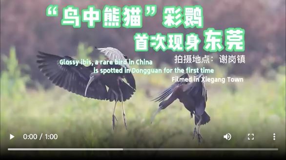 【大美广东·葡语】Convidado especial: ibis brilhantes vistos em Dongguan! 优质生态环境吸引“最美过客”，“鸟中熊猫”彩鹮首次现身东莞
