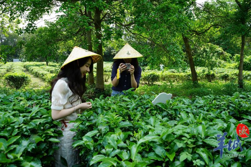 【大美广东·葡语】Vamos ver a Fábrica de Chá Yingde Hongqi 英德红旗茶厂，“小茶叶”撬动“大产业”