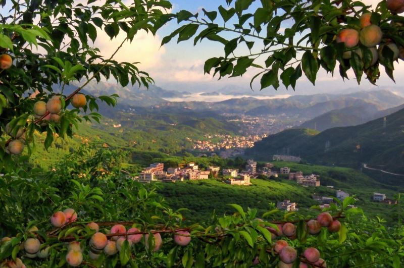 【雲上嶺南·葡语】O valor da produção de ameixas de Sanhua ultrapassou 1,8 mil milhões de yuan este ano! 茂名信宜