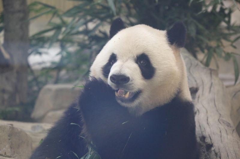 【大美广东·葡语】Base do Panda de Chengdu: Um destino de estrela para atletas estrangeiros 外国运动员花式打卡熊猫基地